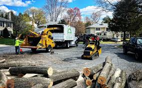 How Our Tree Care Process Works  in Candor, NC